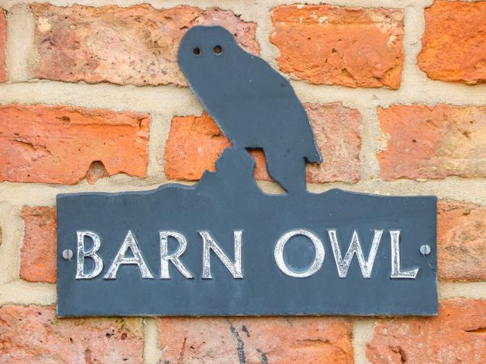 Barn Owl, near Louth