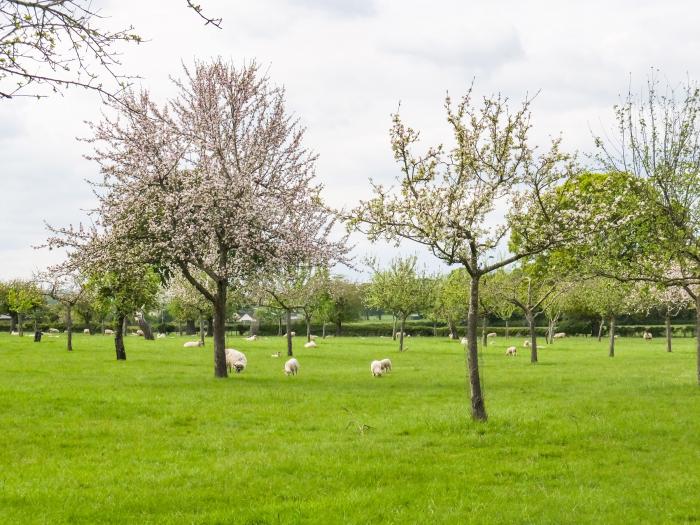 Top Style Orchard, Hallow