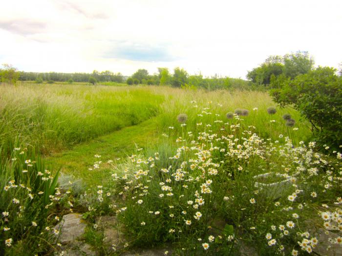 Old Cary Cottage, Langport