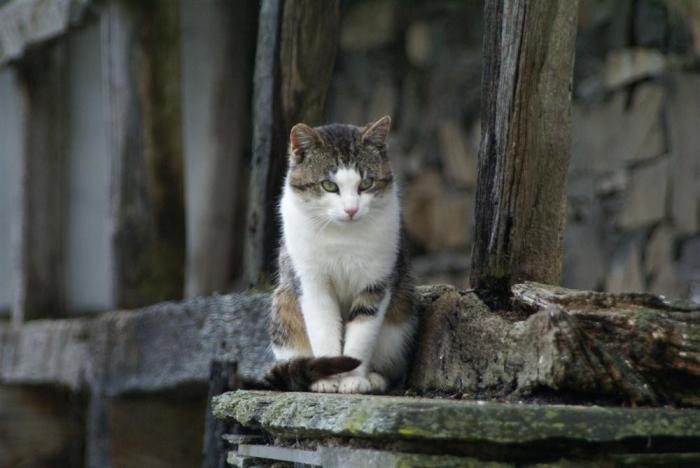 Yew Tree Farm, Coniston, Cumbria