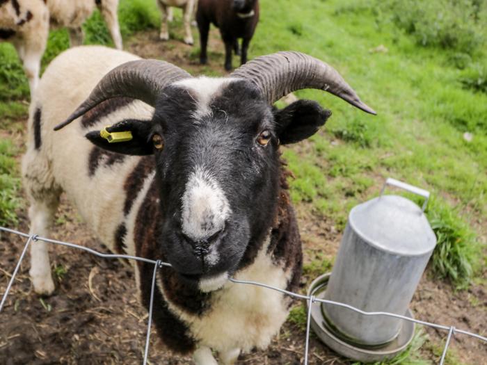 The Sheep Shack, Shepton Mallet