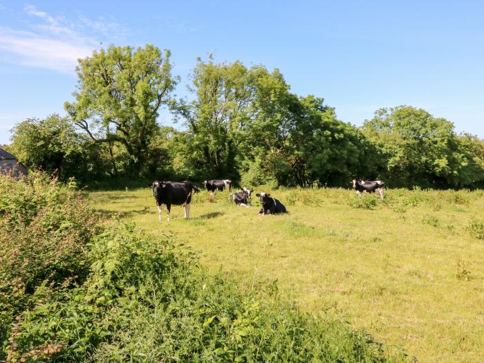 Ash Tree Cottage, Bradworthy