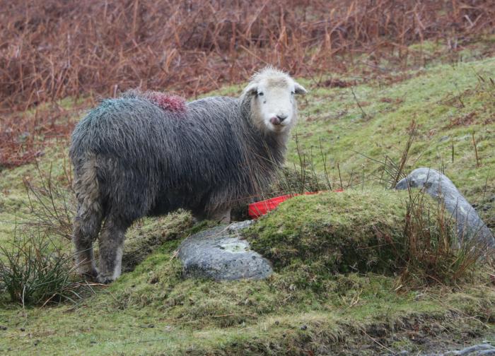 Beckside Farm, Millom, Cumbria