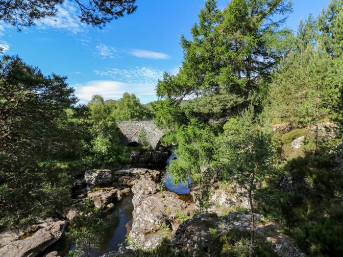 Cedar, Newtonmore