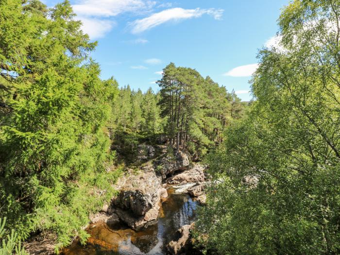 Cedar, Newtonmore