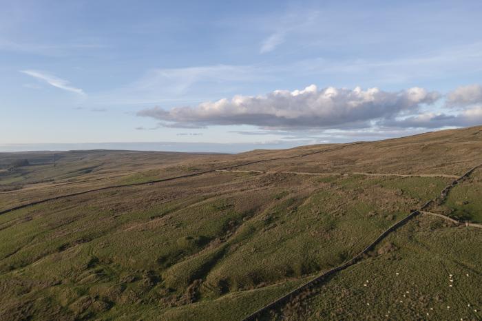 Chestnut, Alston