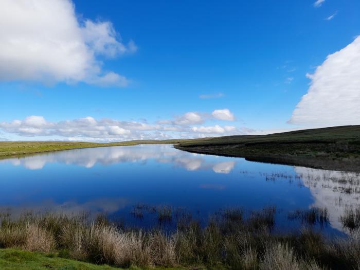 Chestnut, Alston