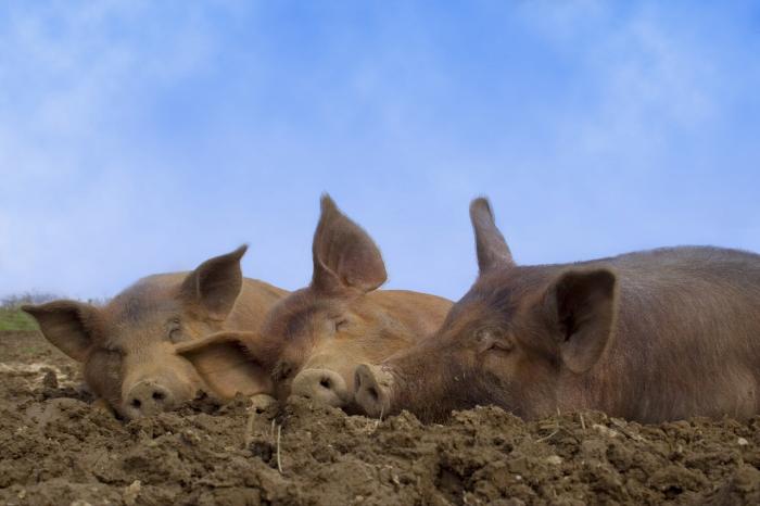 Muddy Pig, Ubbeston, Laxfield