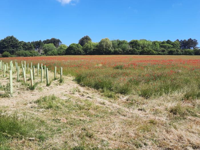 Timbers, Weybourne