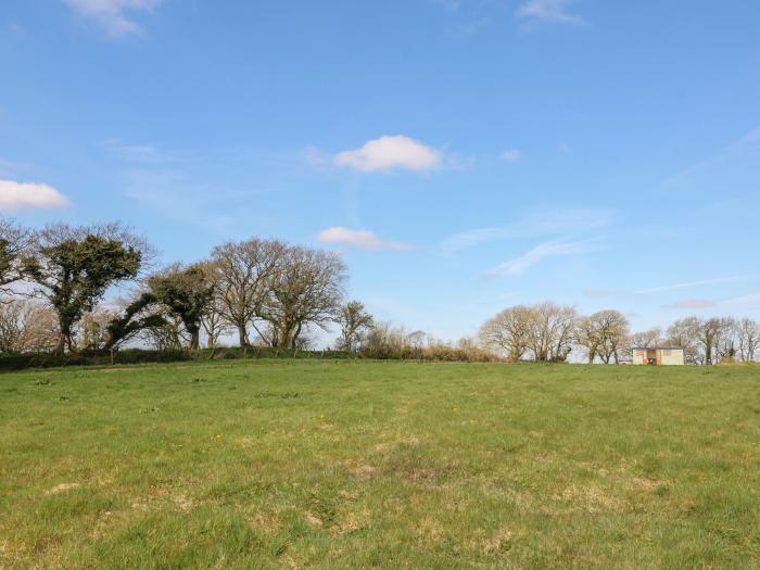 Buzzards, Morchard Bishop