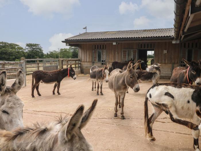 The Donkey Den, in Weston near Sidford, Devon. Smart TV. Electric fire. Open plan. Close to a beach.