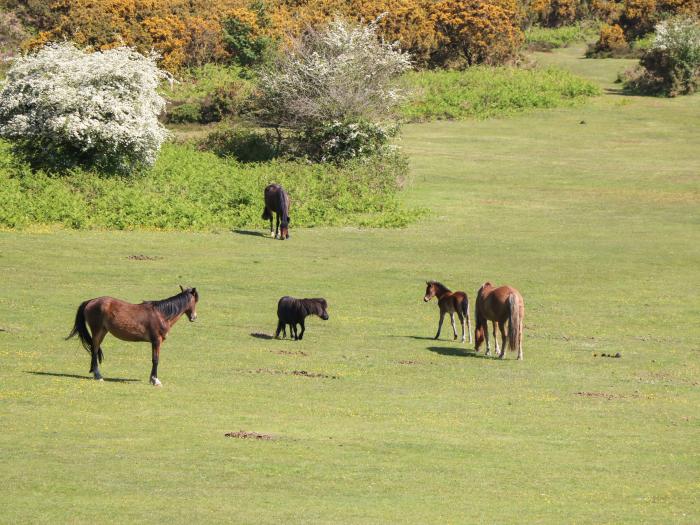 Foxglove Cottage, Christchurch, Dorset. Close to amenities and beach. Near New Forest National Park.