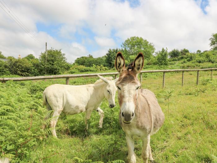 Penfeidr Newydd in Newport, in Pembrokeshire. Two-bedroom, traditional cottage resting rurally. Pets