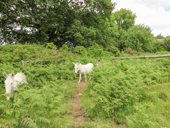 Penfeidr Newydd in Newport, in Pembrokeshire. Two-bedroom, traditional cottage resting rurally. Pets