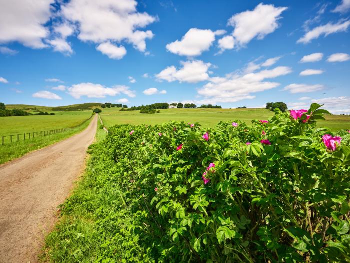 Kinclune House and Annex, is in Kirriemuir, Angus, Scotland. Large. En-suite bedrooms. Dog-friendly.