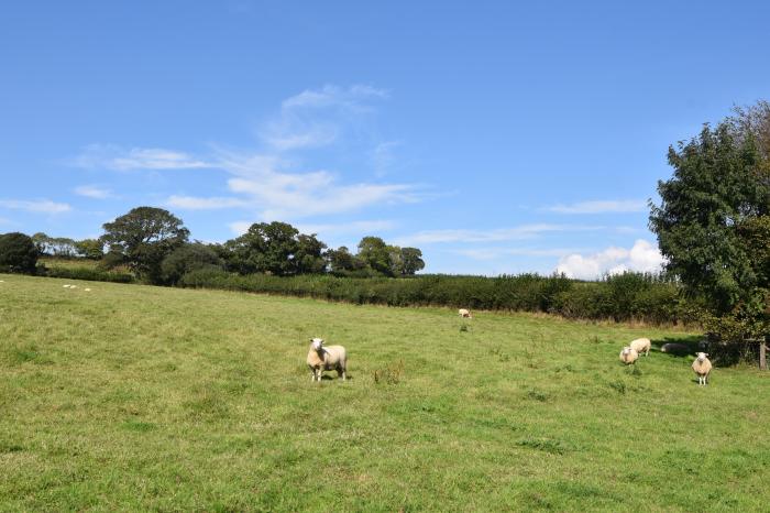 Cedar, located near Charmouth, Dorset. Two-bedroom pod, enjoying rural views. Pet-friendly. Stylish.