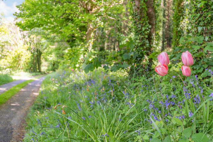 Bluebell Cottage, Wales