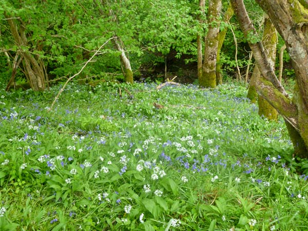 Hendre Aled Cottage 3, Llansannan