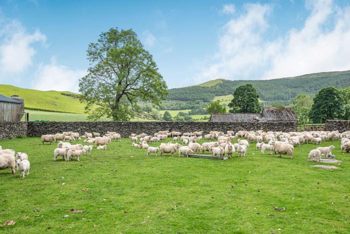 Waedog Bach, Wales