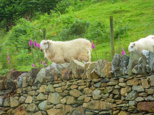 Tyn Llwyn, Wales