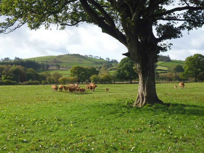 Tynddol Barn, Powys