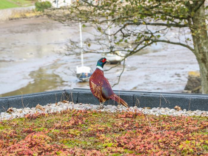 Junket Cottage, Devon