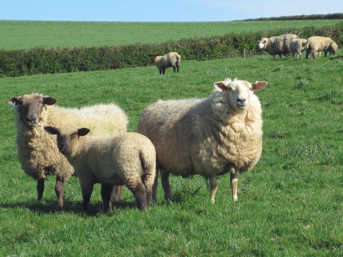 Haye Barton Farm, Cornwall