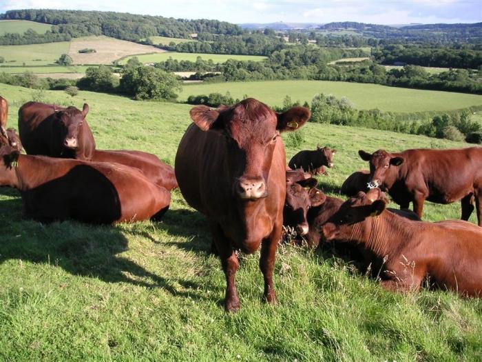 THE MILKING PARLOUR, Wiltshire