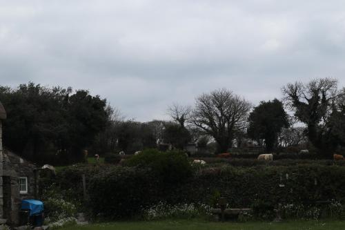 Cornish Thatched Cottage