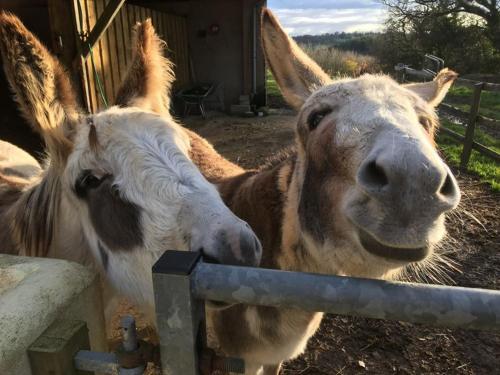 Lower Whitsleigh Farm Luxury Safari Glamping Lodge