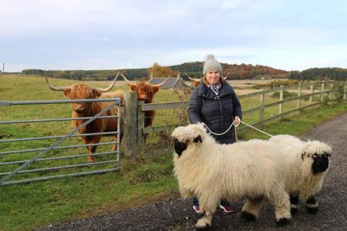 Glampods Glamping Pod - meet Highland Cows and Sheep Elgin