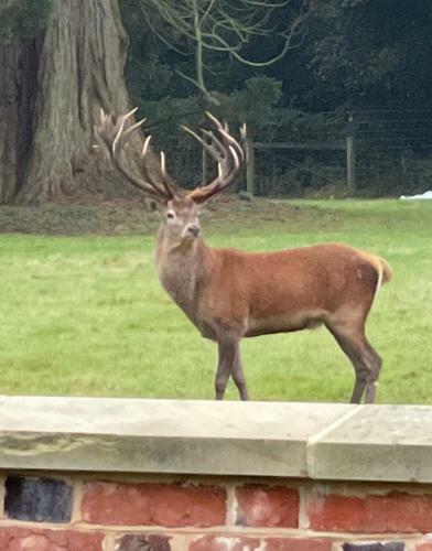 Deer View cottage